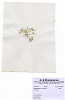 藏品(環節藻)的圖片